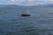 Southern Right Whale surfacing to take a breath in the Indian Ocean near Hermanus