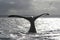 Southern right whale tail