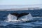 Southern Right Whale tail