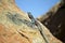 Southern Rock Agama lizard, Namibia