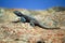 Southern Rock Agama lizard, Namibia