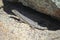 Southern Rock Agama lizard, Namibia