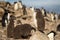 Southern rockhopper penguin chick standing on a rock