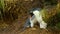 southern rockhopper penguin nesting