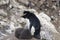 Southern Rockhopper penguin with twin chicks