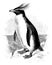 Southern Rockhopper Penguin, vintage illustration