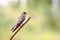 Southern Rough-winged Swallow Stelgidopteryx ruficollis perched on a rusty iron on a brownish background