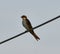 Southern rough-winged swallow or Stelgidopteryx ruficollis sitting on the electric wire.