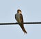 Southern rough-winged swallow or Stelgidopteryx ruficollis sitting on the electric wire.