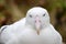 Southern Royal Albatross