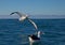 Southern royal albatross, coming into land on the ocean, Kaikoura, New Zealand