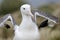 Southern Royal Albatross (Diomedea epomophora )