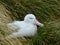 Southern Royal Albatross Diomedea epomophoral on Campbell Island