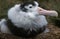 Southern Royal Albatross, diomedea melanophris, Immature in Transitional Plumage, Antarctica