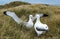 SOUTHERN ROYAL ALBATROSS diomedea melanophris, PAIR COURTING, ANTARCTICA