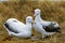 Southern Royal Albatross, diomedea melanophris, Pair Courting, Antarctica