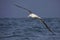 Southern royal albatross in flight, New Zealand