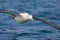 Southern royal albatross in flight over New Zealand waters