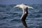 Southern royal albatross flying over New Zealand waters