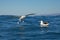 Southern royal albatross, landing on the ocean, Kaikoura, New Zealand