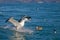 Southern royal albatross, landing on the sea, Kaikoura, New Zealand