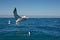 Southern royal albatross, touching down on the ocean, Kaikoura, New Zealand