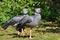 Southern Screamer