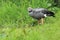 Southern screamer