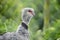 Southern Screamer Bird Chauna Torquata Horizontal Profile Head