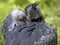 Southern screamer, Chauna cristata, portrait of couple in courtship