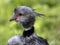 Southern screamer, Chauna cristata, portrait of couple in courtship