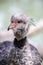 The southern screamer (Chauna torquata)