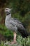 Southern screamer, Chauna torquata