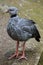 Southern screamer (Chauna torquata).