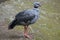 Southern screamer (Chauna torquata).