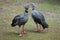 Southern screamer (Chauna torquata).