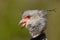 Southern Screamer Chauna torquata detail