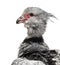 Southern Screamer, Chauna torquata, isolated