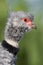 Southern Screamer closeup