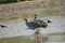 Southern screamer couple in Mar Chiquita lagoon , Buenos Aires , Argentina