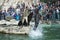 Southern sea lion jumping high at the feeding