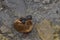 Southern Sea Lion and pup on the Falkland Islands