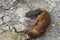 Southern Sea Lion and pup on the Falkland Islands