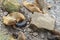 Southern Sea Lion and pup on the Falkland Islands