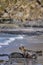 Southern Sea Lion and a Southern Elephant Seal pup in the Falkland Islands