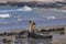 Southern Sea Lion and a Southern Elephant Seal pup in the Falkland Islands