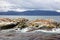 Southern Sea lions & Cormorants, Tierra Del Fuego, Ushuaia, Argentina