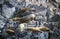 Southern sea lions on Rocks near Beagle Channel and Bridges Islands, Ushuaia, southern Argentina