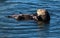 Southern sea otter, Enhydra lutris
