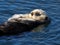 Southern sea otters Enhydra lutris